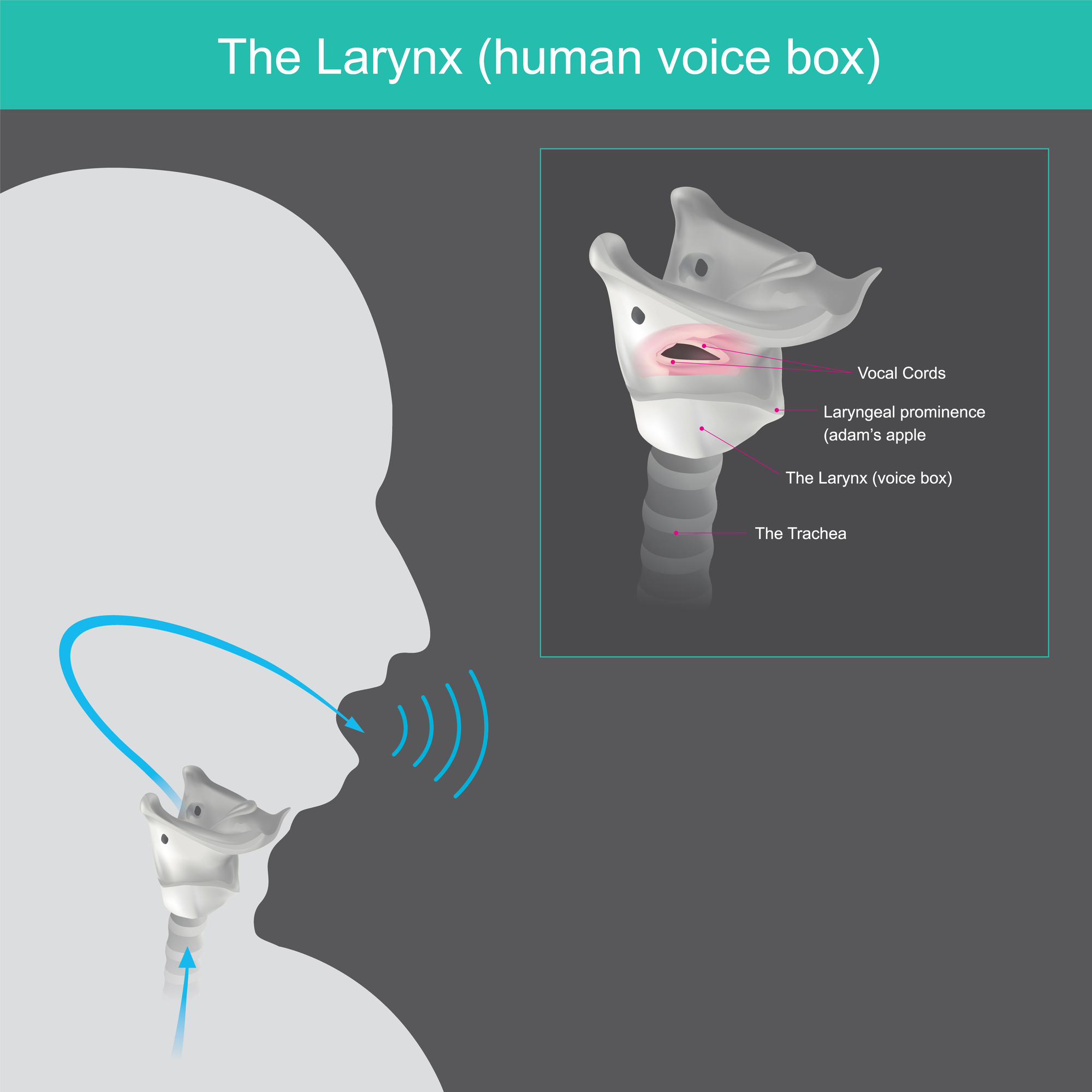 Respiratory - The larynx, also known as the voice box, is a muscular ...