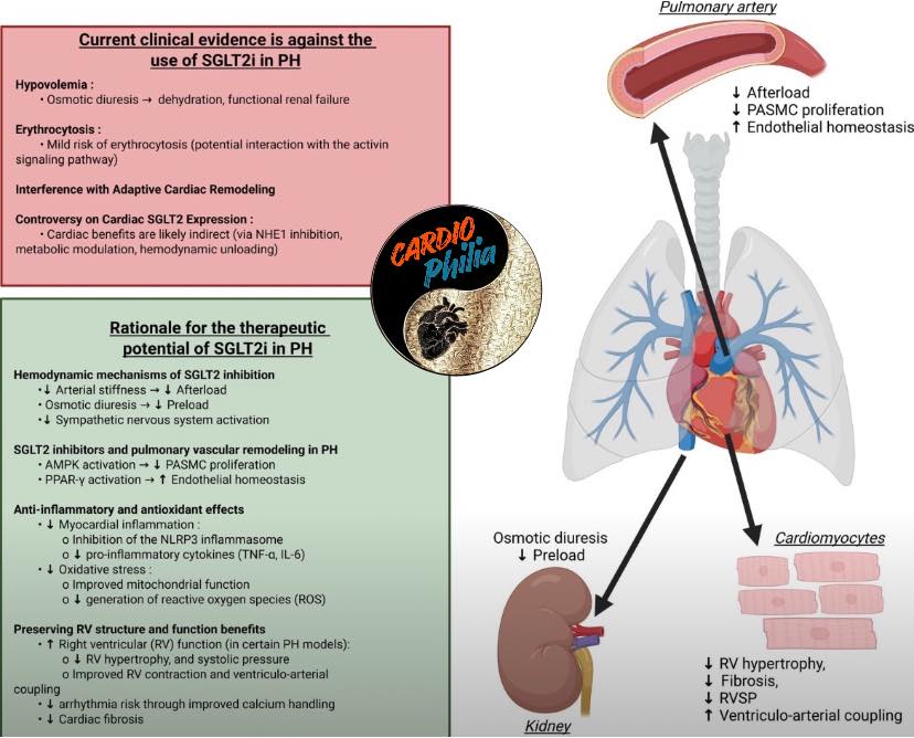 Cardiophilia - 🚀 SGLT2 inhibitors are reshaping Heart Failure therapy ...