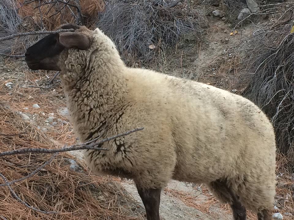 Who owns the lost sheep near highway in Franklin County?