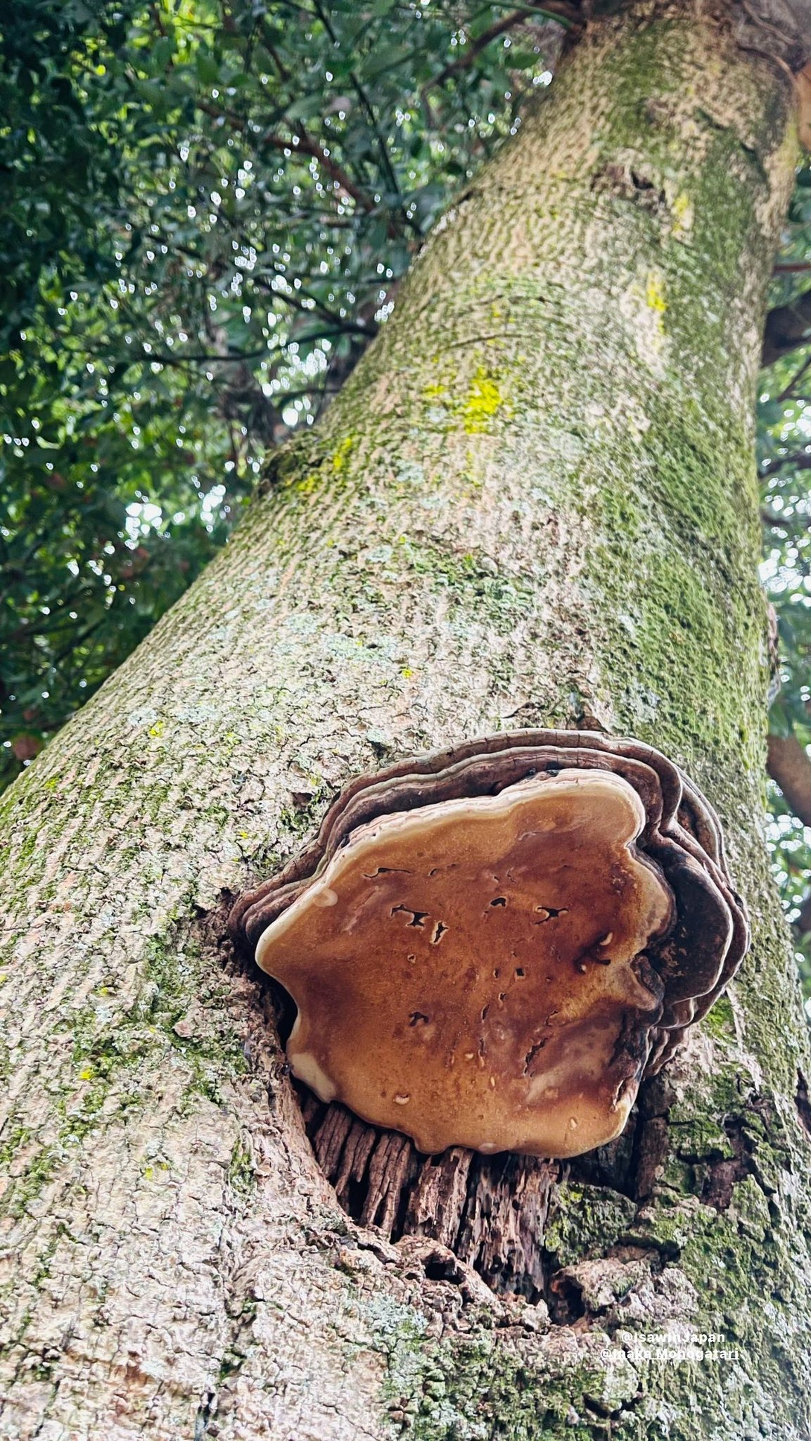天然 サルノコシカケJapanese Forest Natural Object Monkey's seat fungus in Japanese culture
