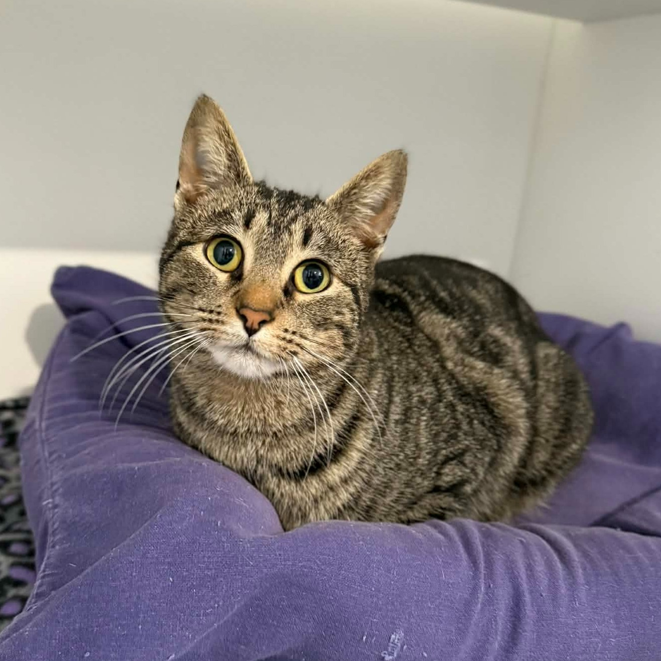 Humane - Samyra is still here, patiently waiting for her person to ...