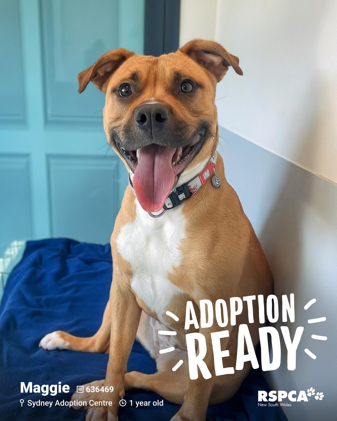 RSPCA - 🐶 Maggie – ID: 636469 1 year old 📍 Sydney Adoption Centre https ...