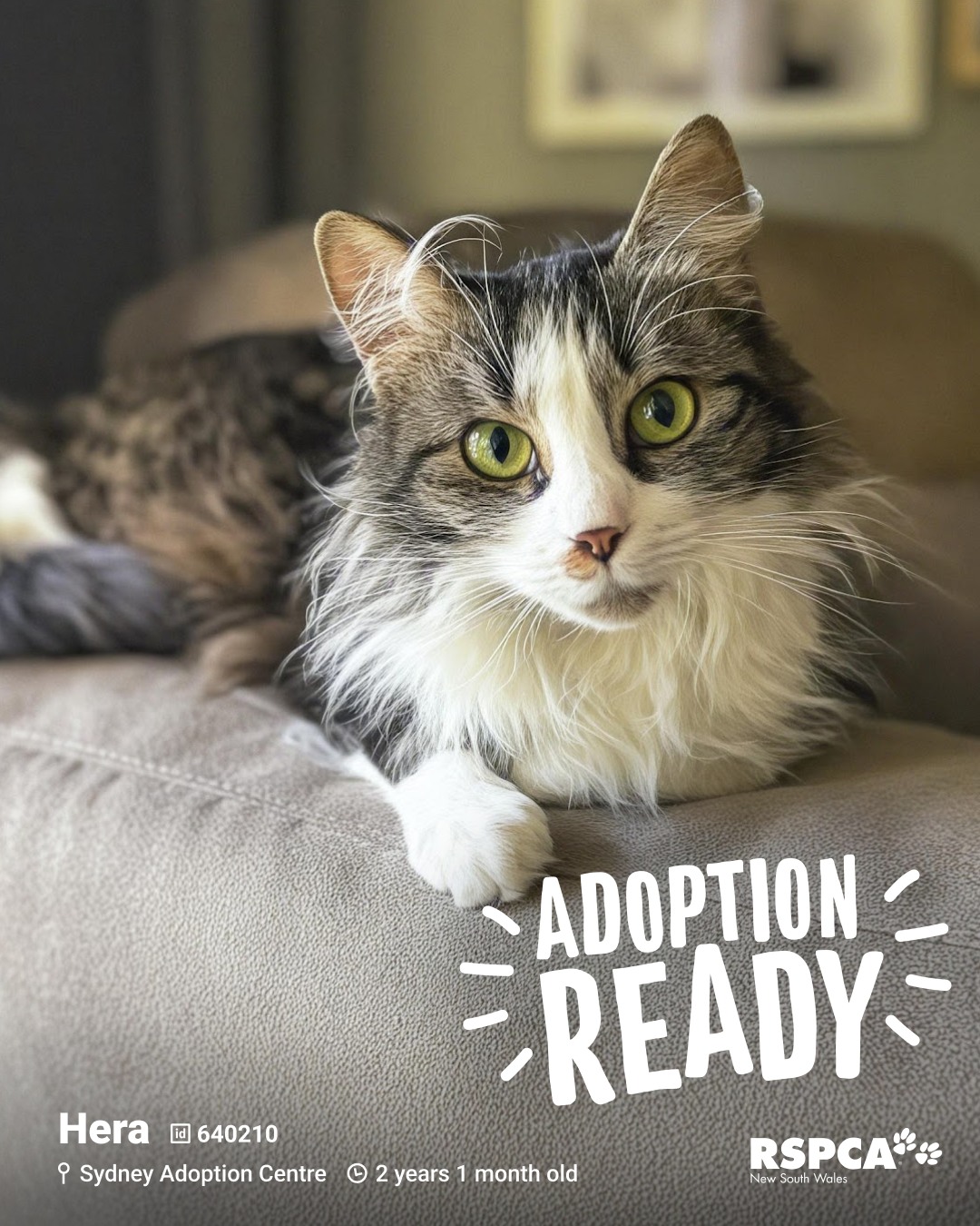 RSPCA - 🐱 Hera – ID: 640210 2 years 1 month old 📍 Sydney Adoption ...