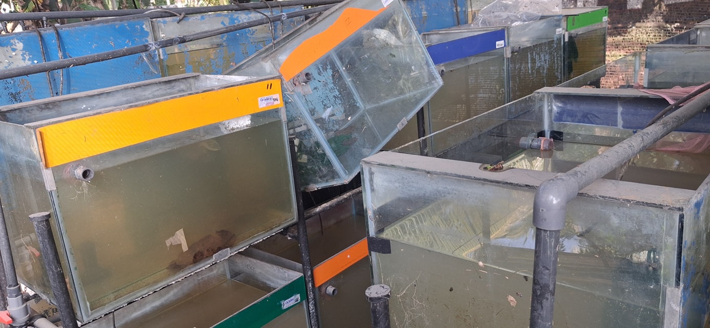 Wasana ornamental fish farm | Hunumulla