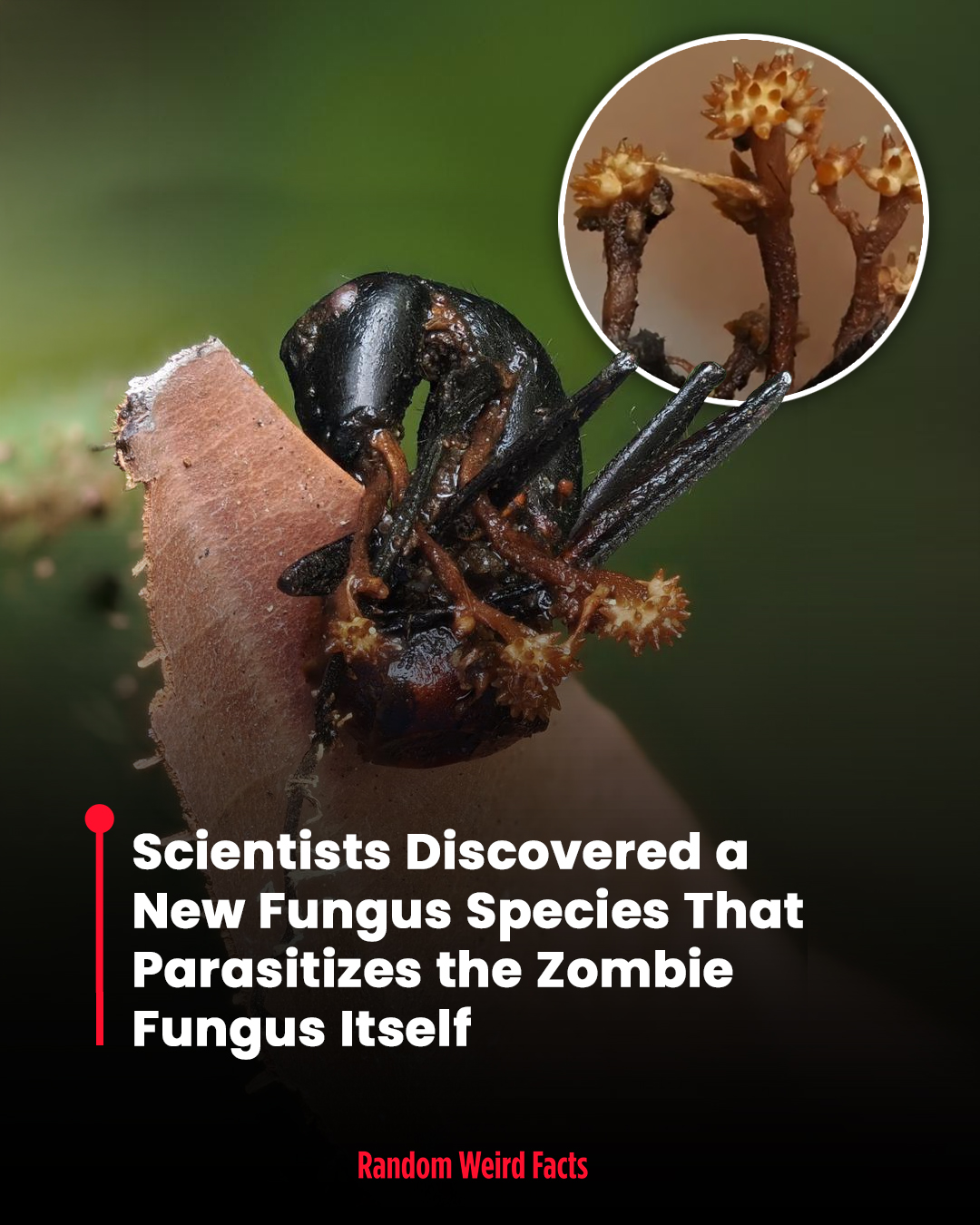 A newly identified species of fungus attacks the famous “zombie