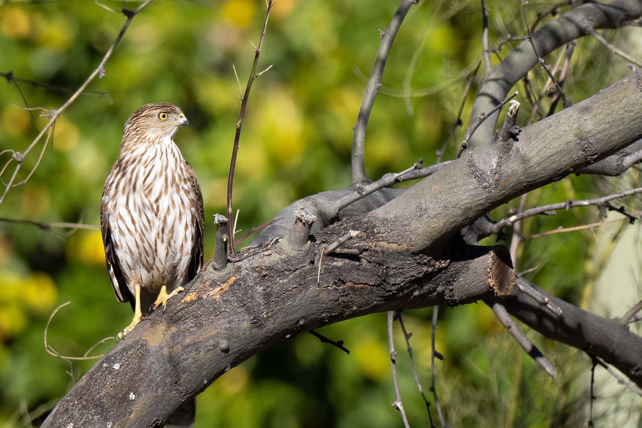 U.S. - UPDATE: BIRD ID IS HARD. This is a Cooper's hawk. https://www ...