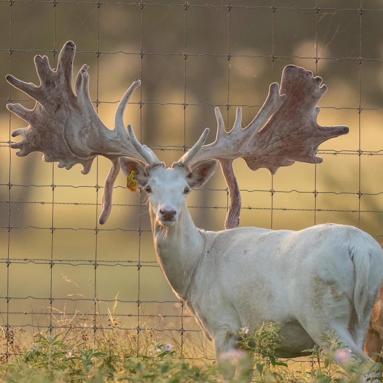 NT Ranch - Let the debate BEGIN! Which color fallow is... | Facebook