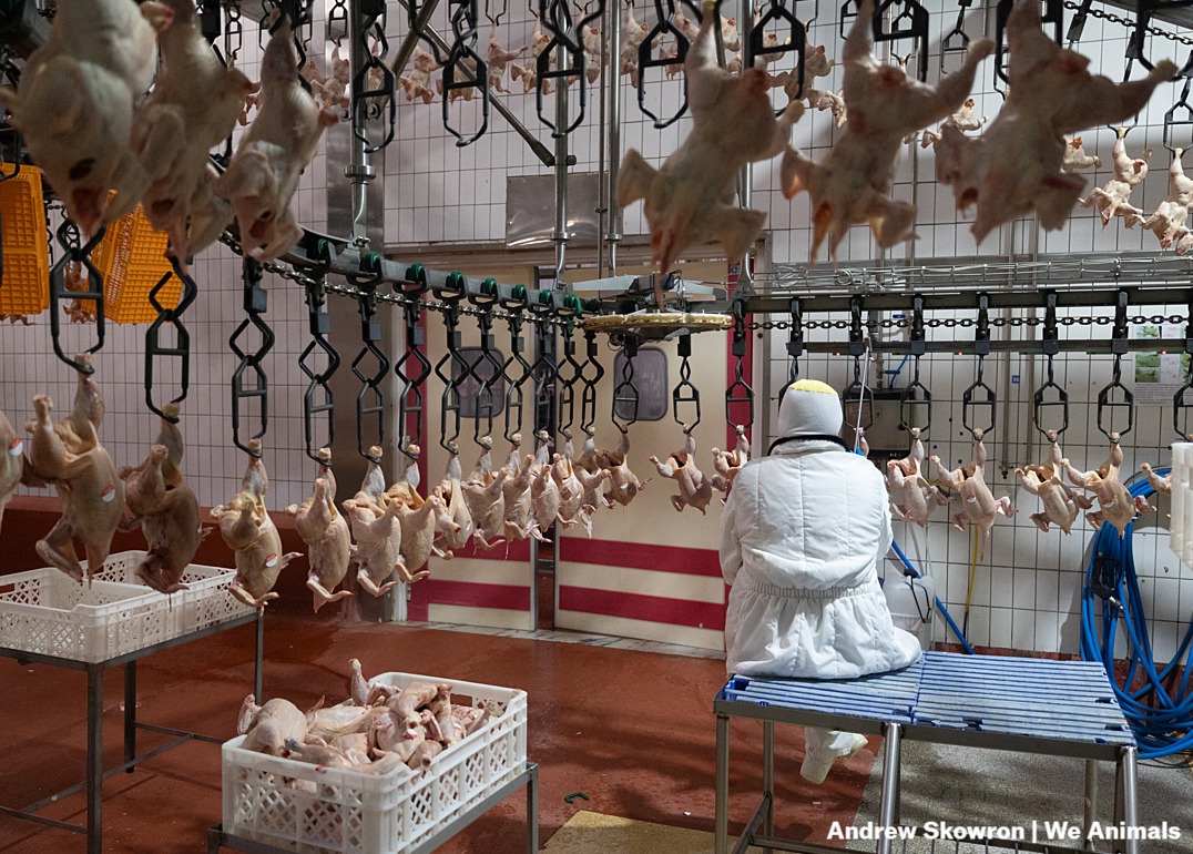 We - A worker monitors the bodies of decapitated and defeathered ...