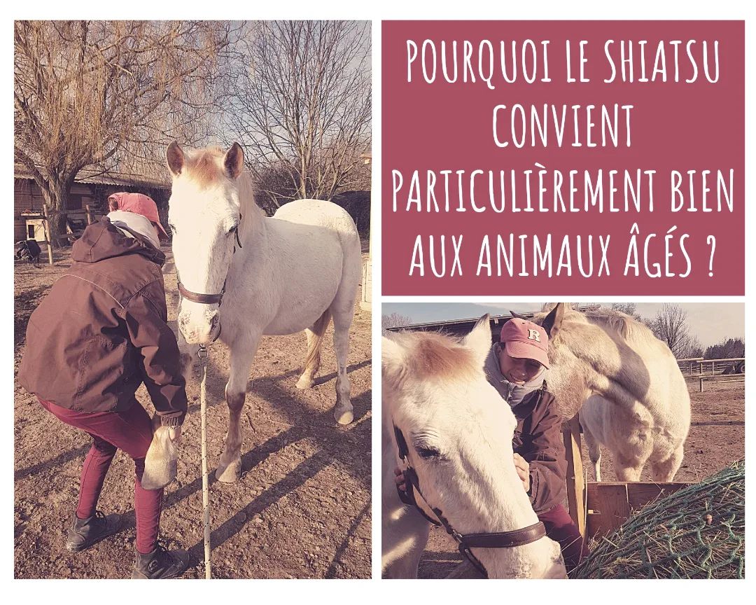 Contrat De Confiage Cheval Avec Option D achat