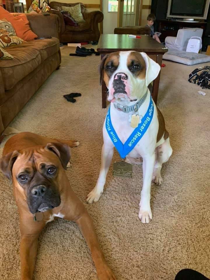 Blue Ridge Boxer Rescue Virtual Run