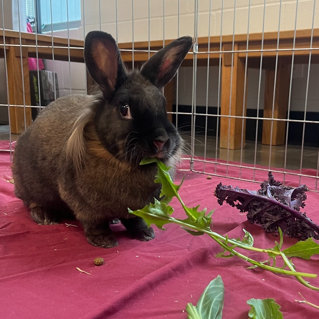 Meet two of our newest rabbits... - Kitsap Humane Society | Facebook