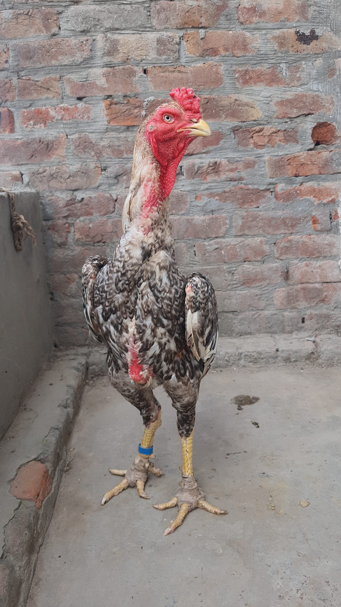 Imported Aseel SHAMO & HINT HUB | Lahore