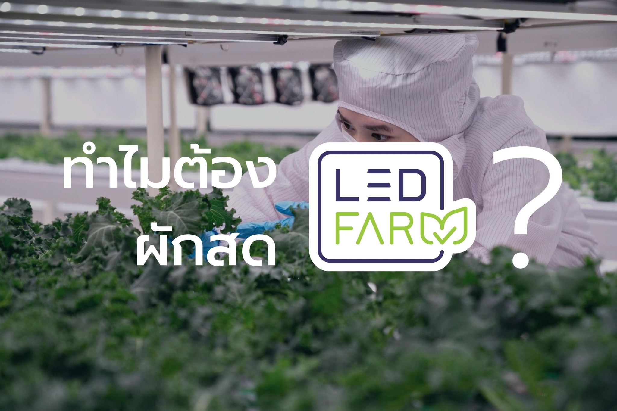 ทำไมต้องเลือกผักสดจาก LED Farm ?🧐 แอลอีดี ฟาร์มปลูกผักในระบบปิดด้วยแสง ...