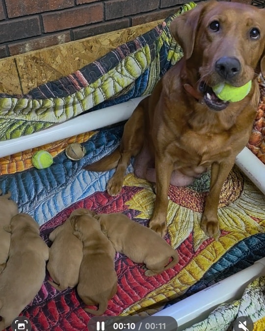 Highland - Big news from our pack! Our newest working-line Labrador ...