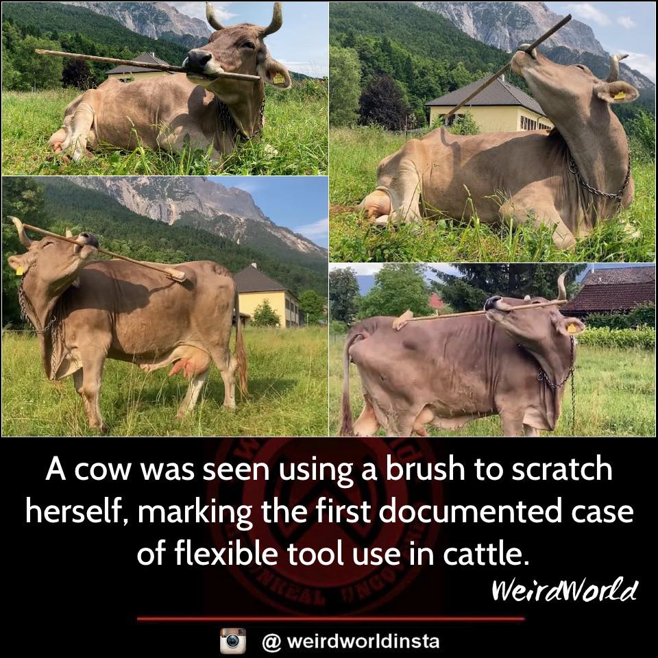 Weird - Veronika, a cow from Austria, picked up a deck brush with her ...