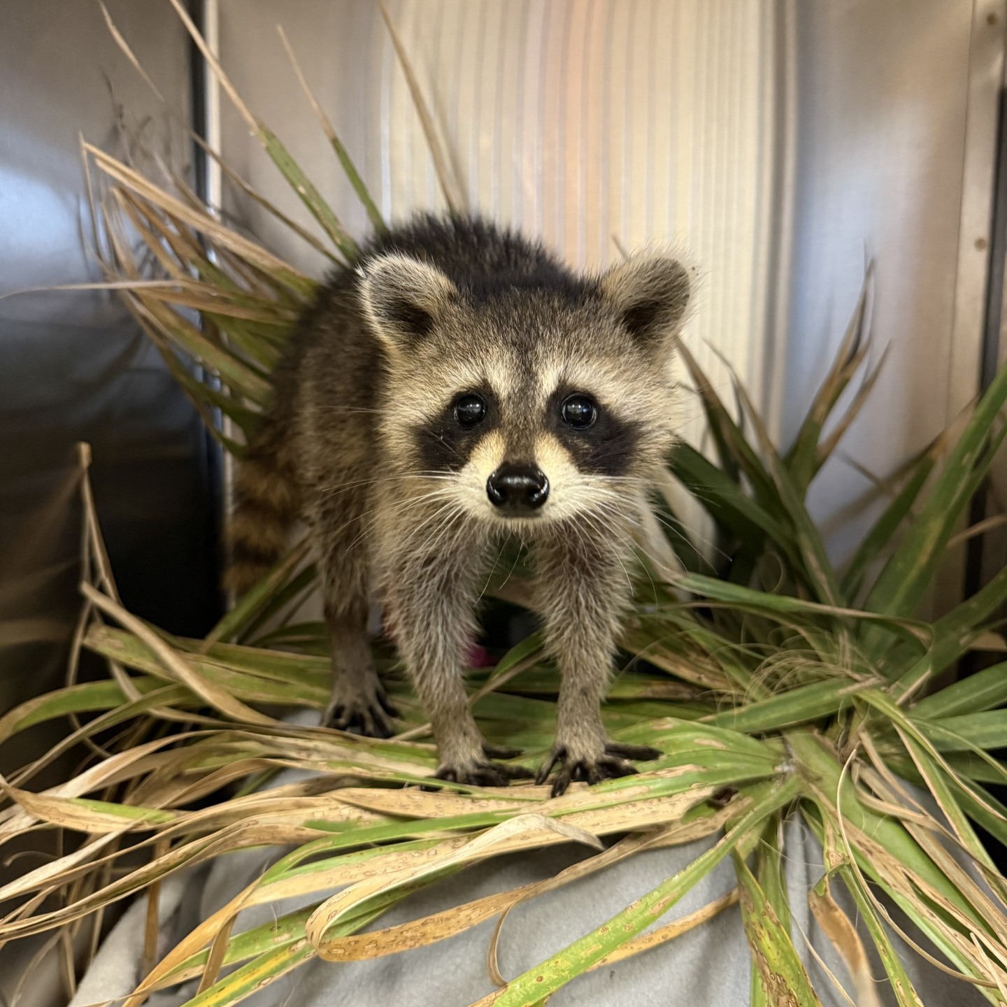 CROW - Look at those eyes...🥰🥰 We posted about a young raccoon (patient ...