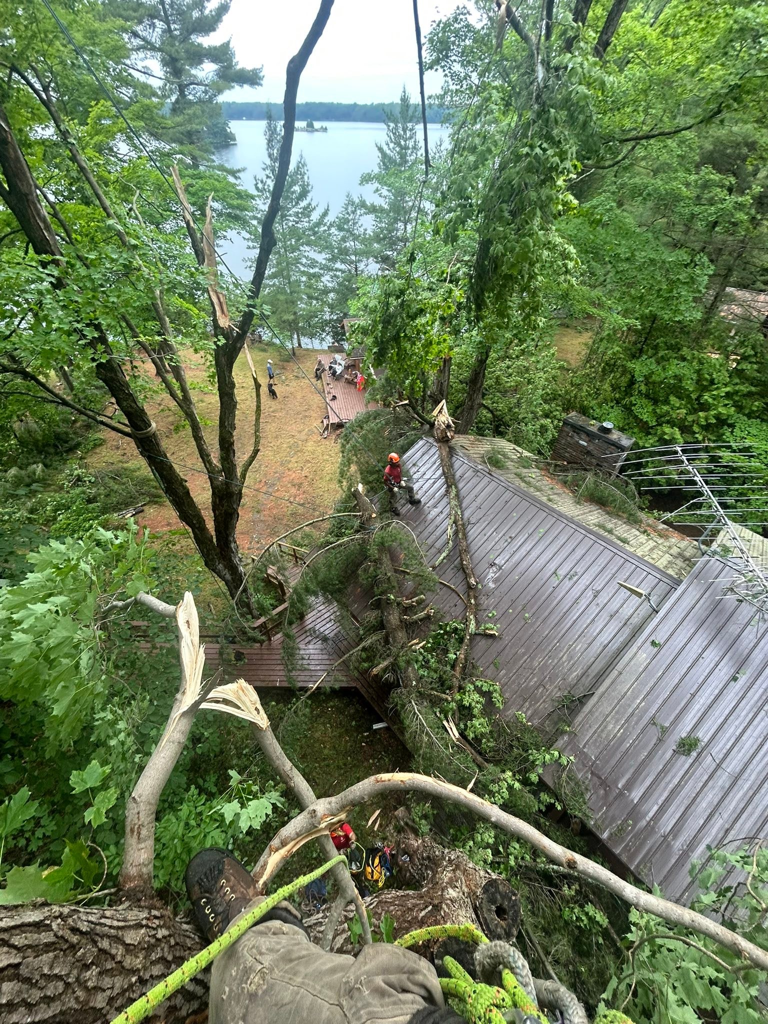 Madden & Company Tree Service | Westport ON