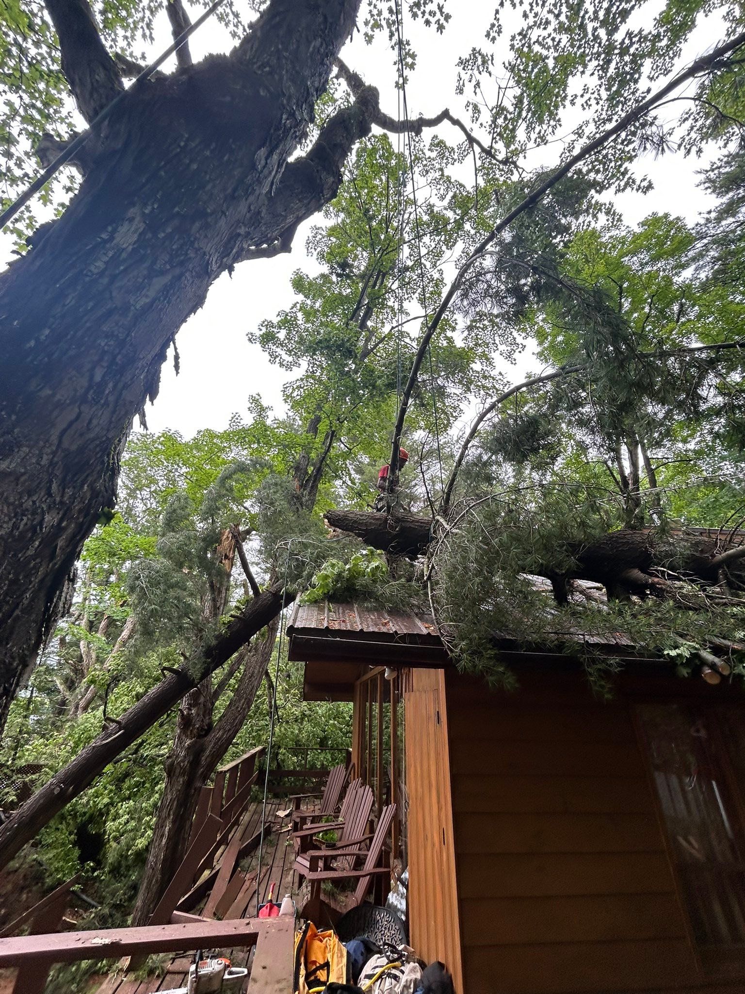 Madden & Company Tree Service | Westport ON