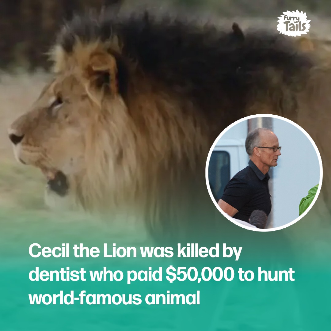 Furry Tails - A new documentary explores the incident that... | Facebook