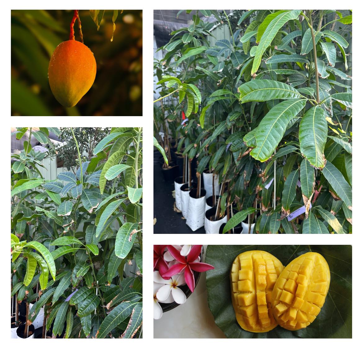 Fruit - 🥭🌳 Large Mangoes 🌳🥭 (Rare and hard to find varieties) $150 Hi ...