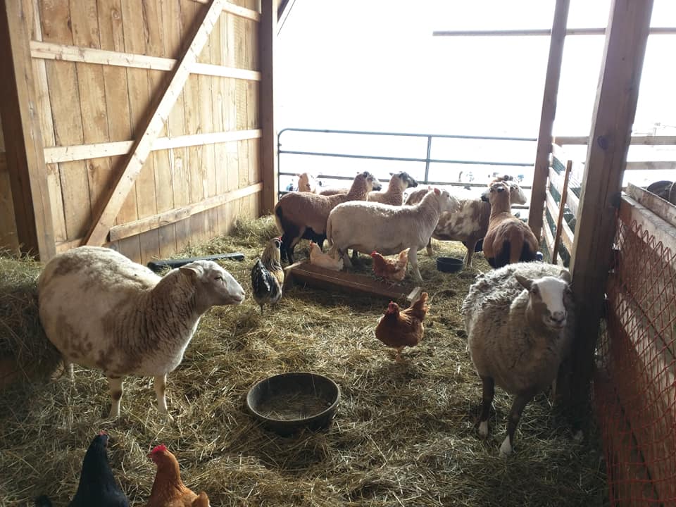 Life at Springbrook Acres Homestead