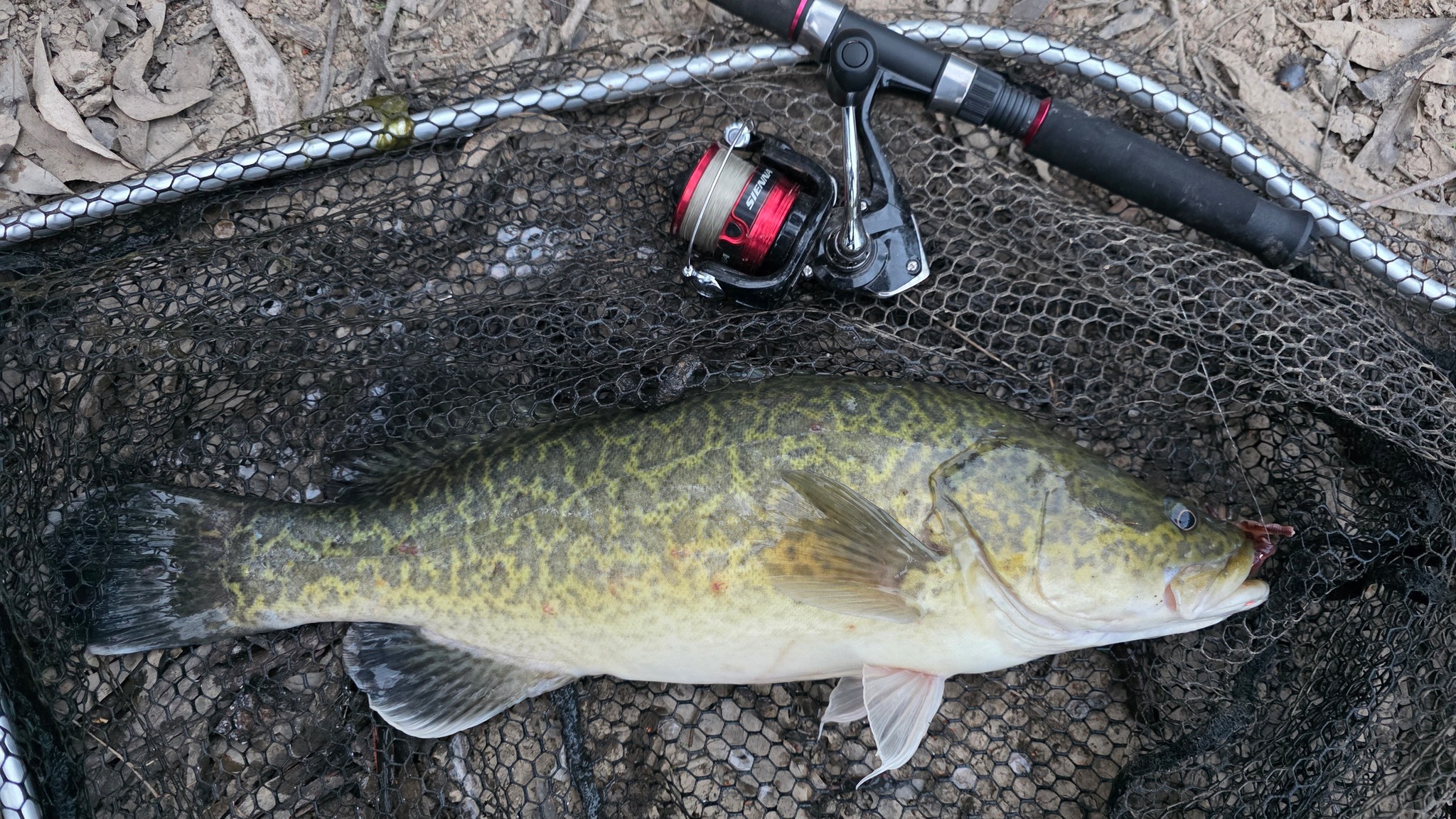 Robbie - I caught this cod on a bunch of Jan Juc Worms in about 50 ...