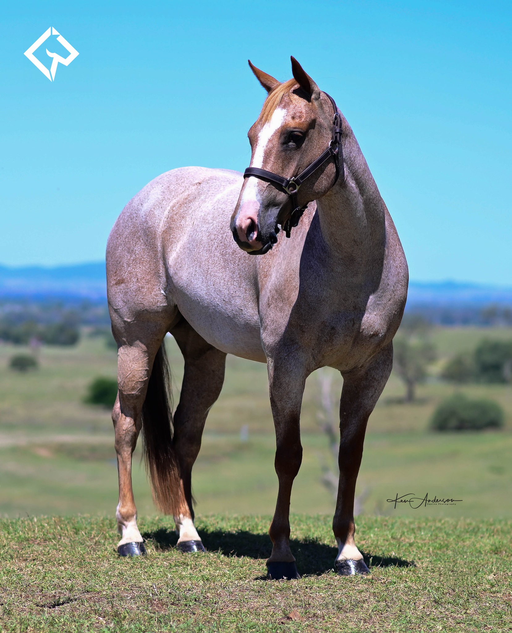 Select - Champion mare and champion jockey win Condamine Bell Campdraft ...