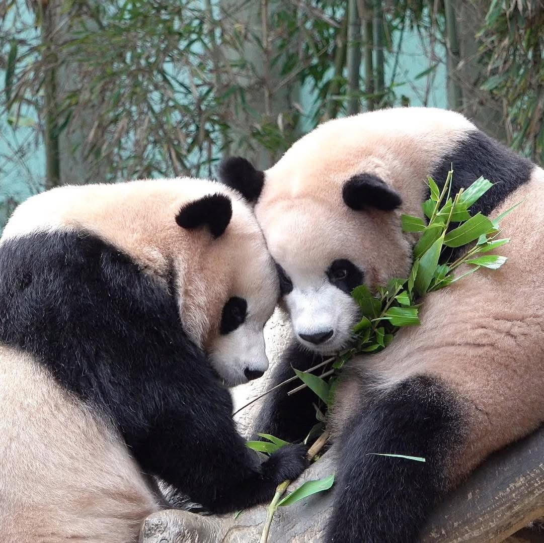 Rui Hui đáng yêu added a new photo. - Rui Hui đáng yêu