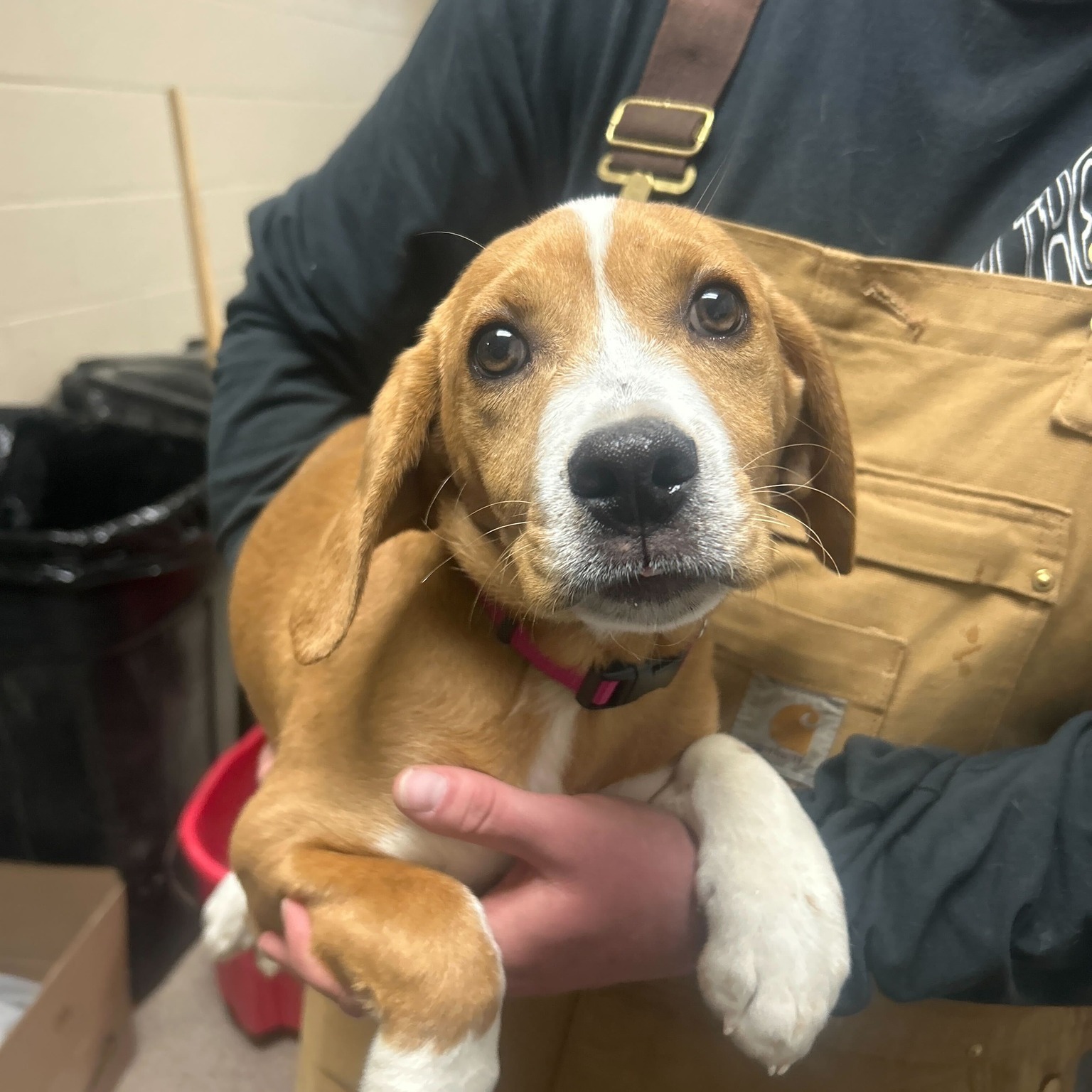 It is with very heavy hearts... - Greenbrier Humane Society | Facebook