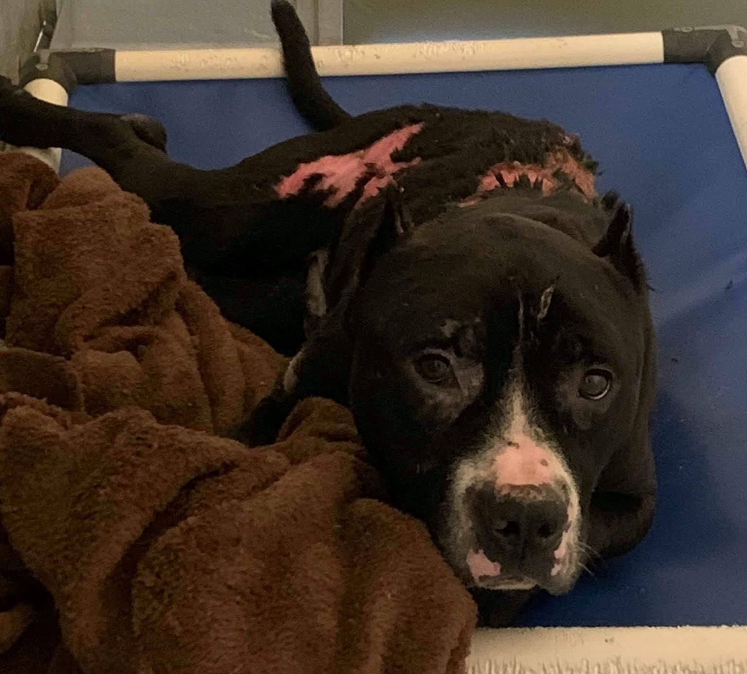 STRAY PITTIE FOUND IN... - Sammy the Cocker Spaniel | Facebook