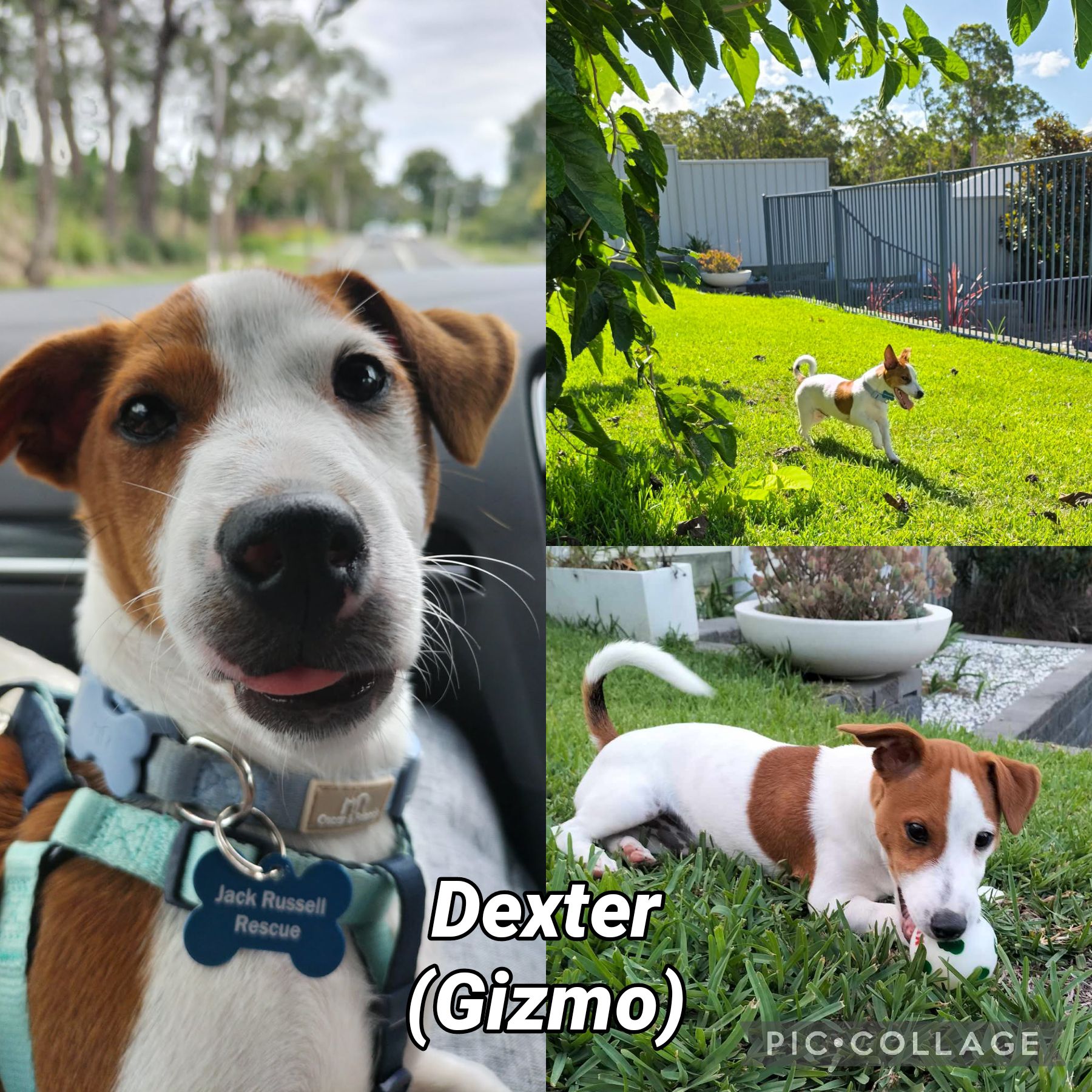 Jack - A happy Adoption Update from Dexter (Gizmo) previously of JRR ...