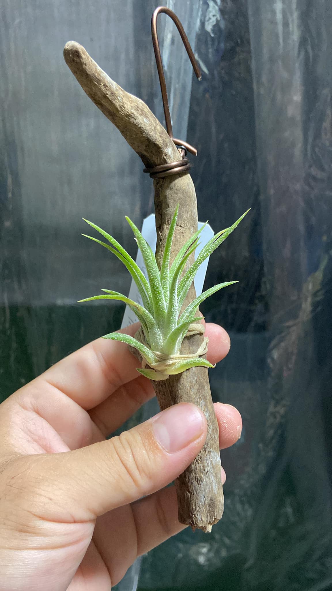Tillandsia ionantha 'Hedgehog' The infamous ionantha that can be