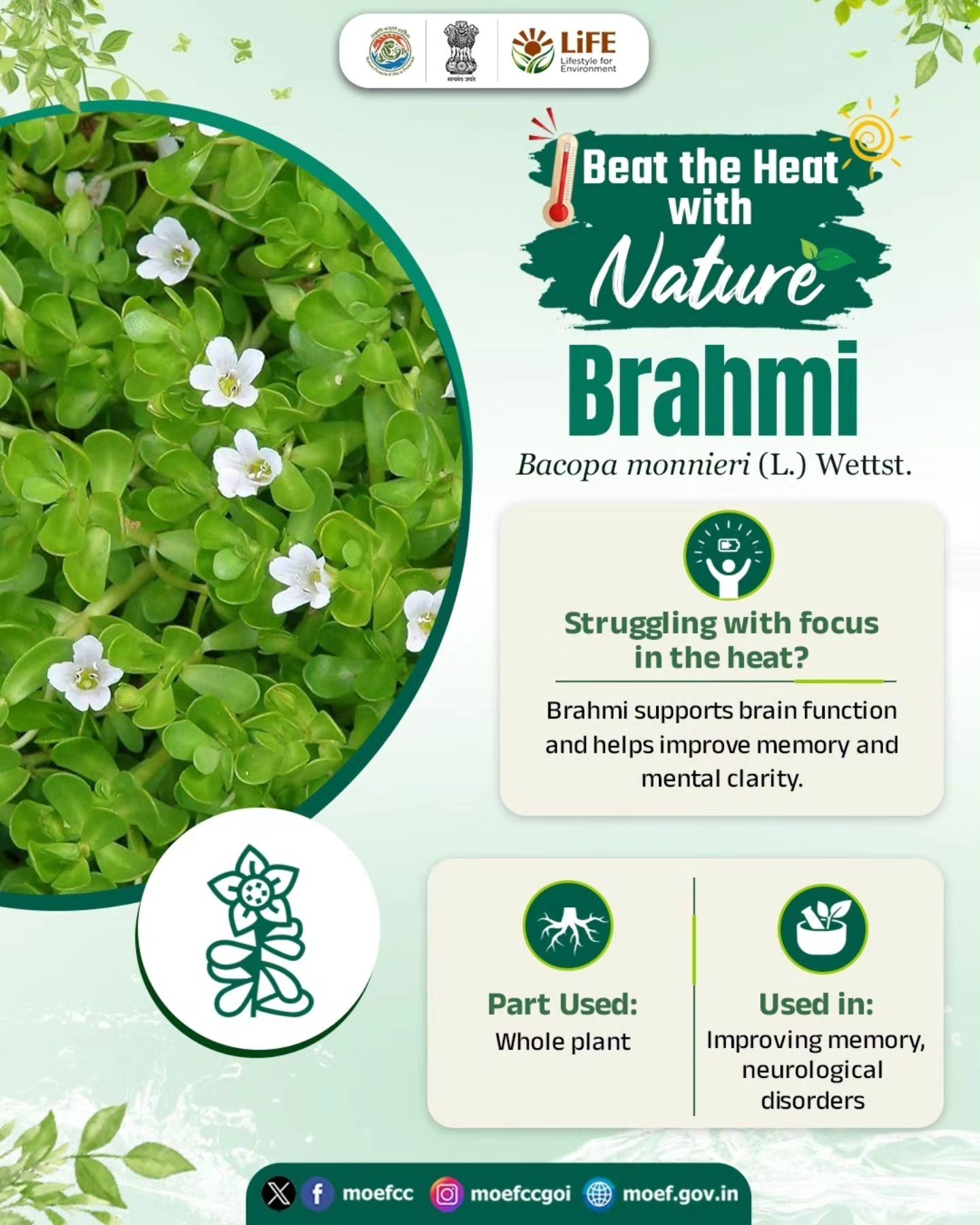 मेध्यं रसायनं ब्राह्मी” Brahmi is a Medhya Rasayana, a rejuvenative that promotes intellect, memory, and mental faculties. Botanical Name - Bacopa monnieri (L.) Wettst. Family