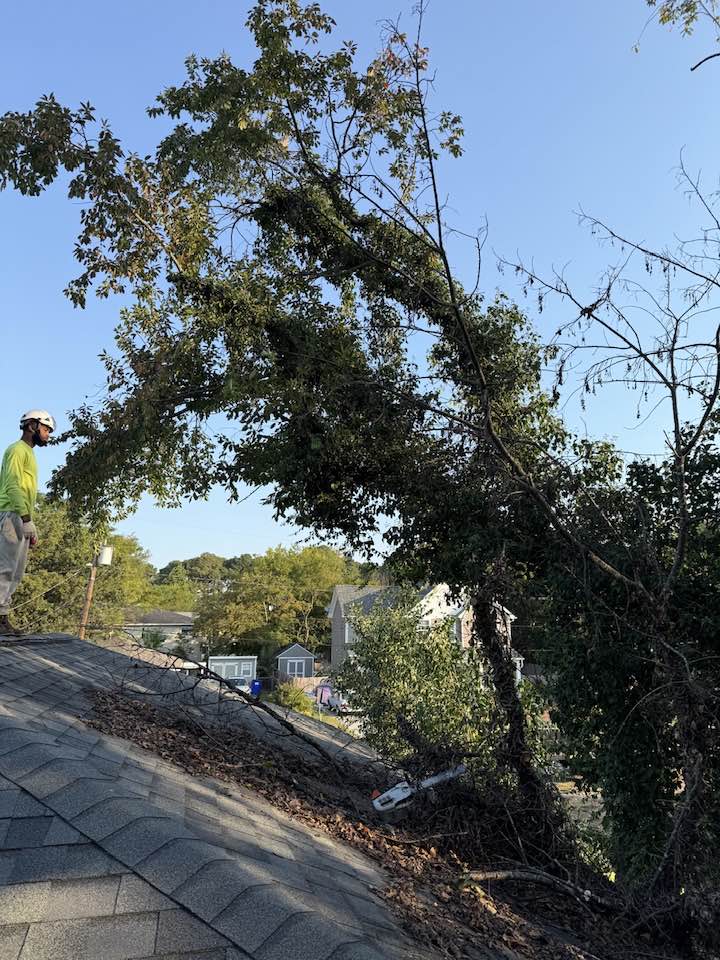 Anthony's Tree Service Inc. | Newport News VA