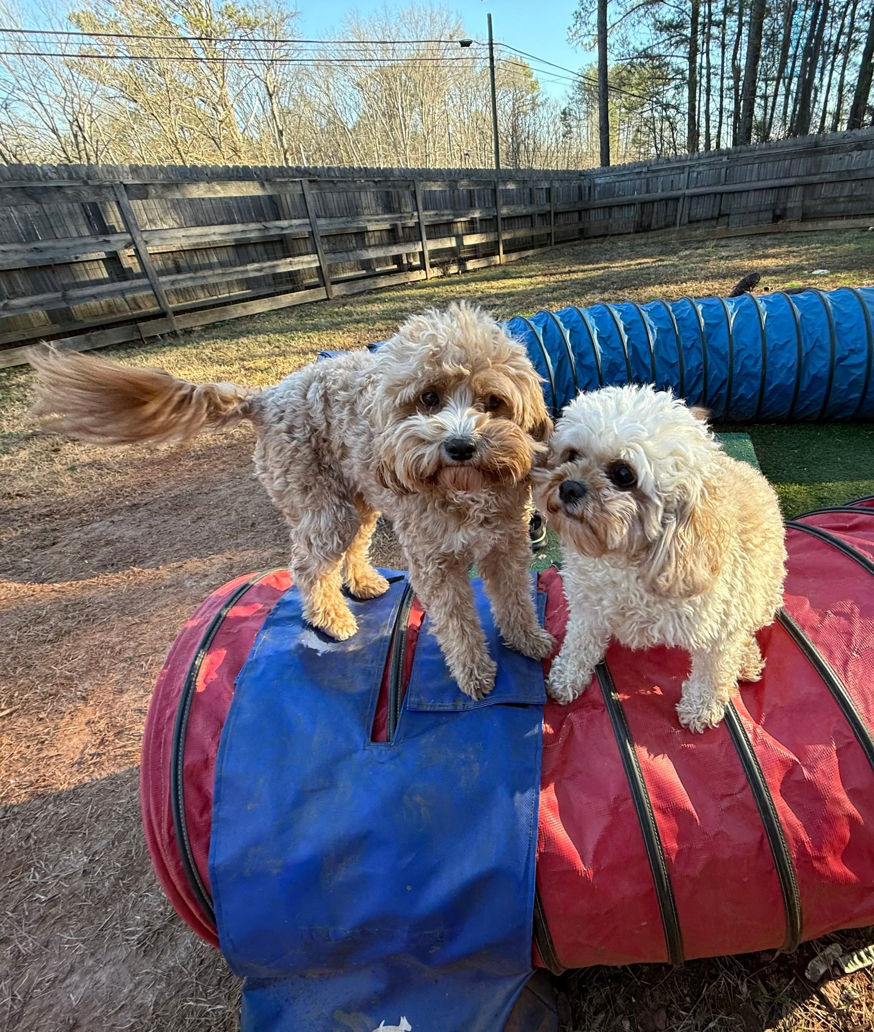 Cool Review About Dog Boarding Smyrna Ga
