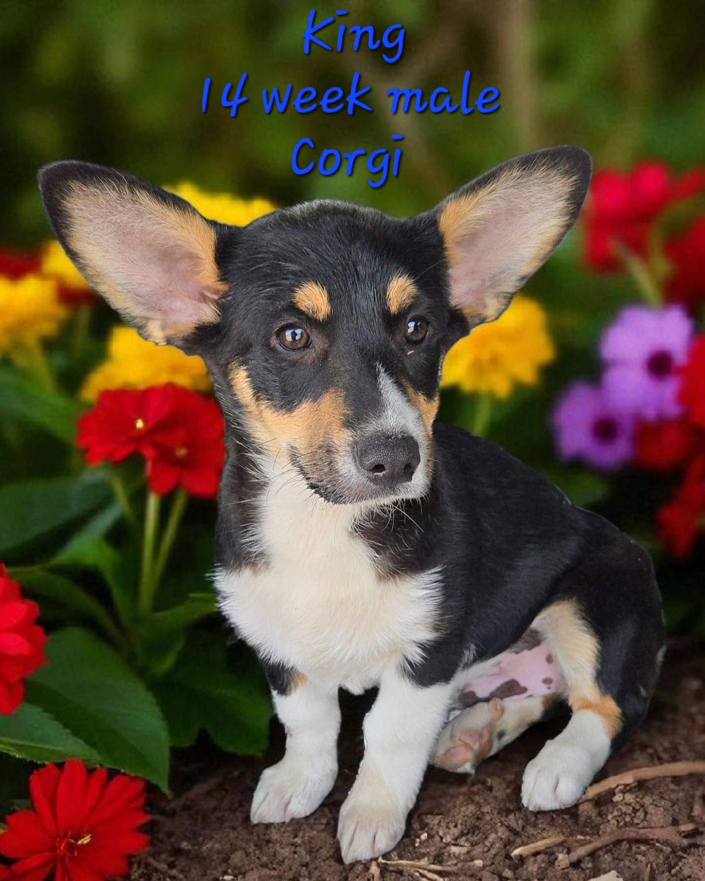 🐾 Royal... - Ricky's Rascals and Wholesome Petz Pet Supplies | Facebook