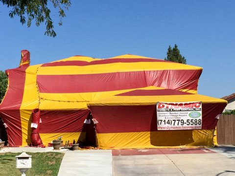 Dynamic Termite & Pest Control, Inc.