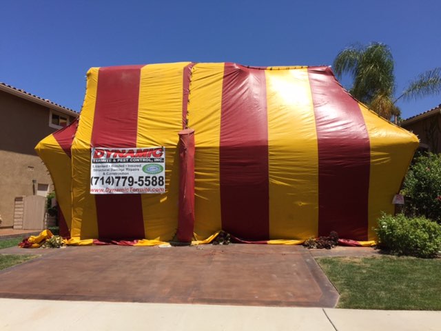 Dynamic Termite & Pest Control, Inc.