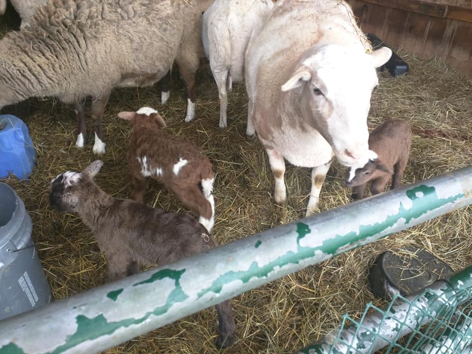 Life at Springbrook Acres Homestead