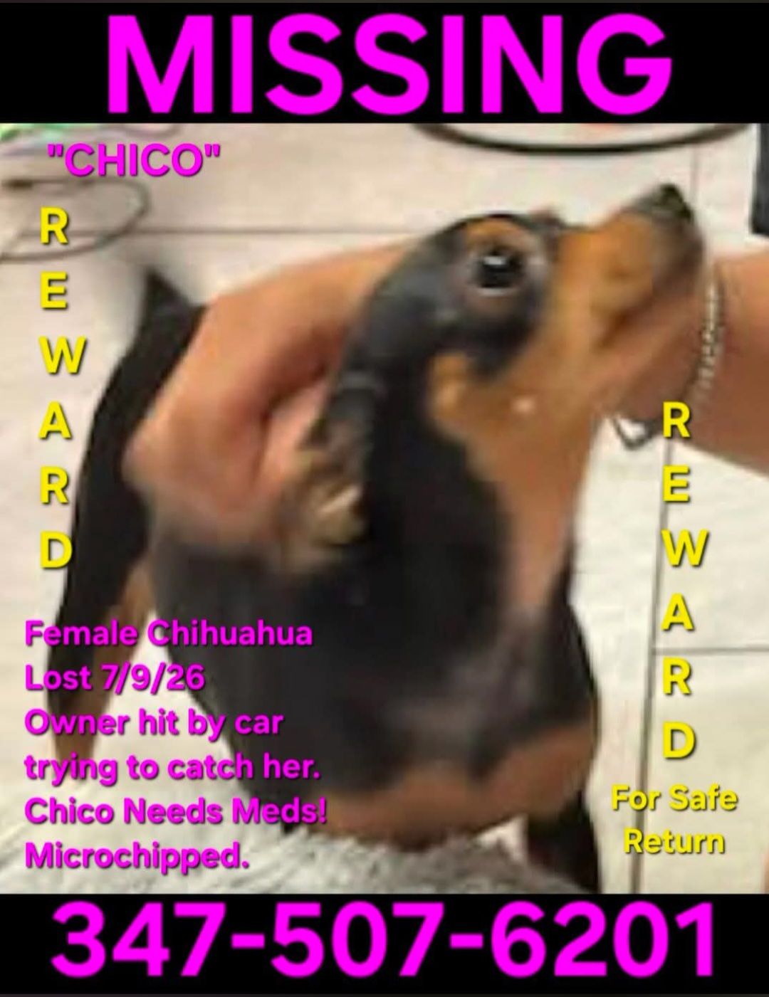 7/20/26 *REPOST for CHICO- STILL MISSING-No Sightings! LOST 7/09