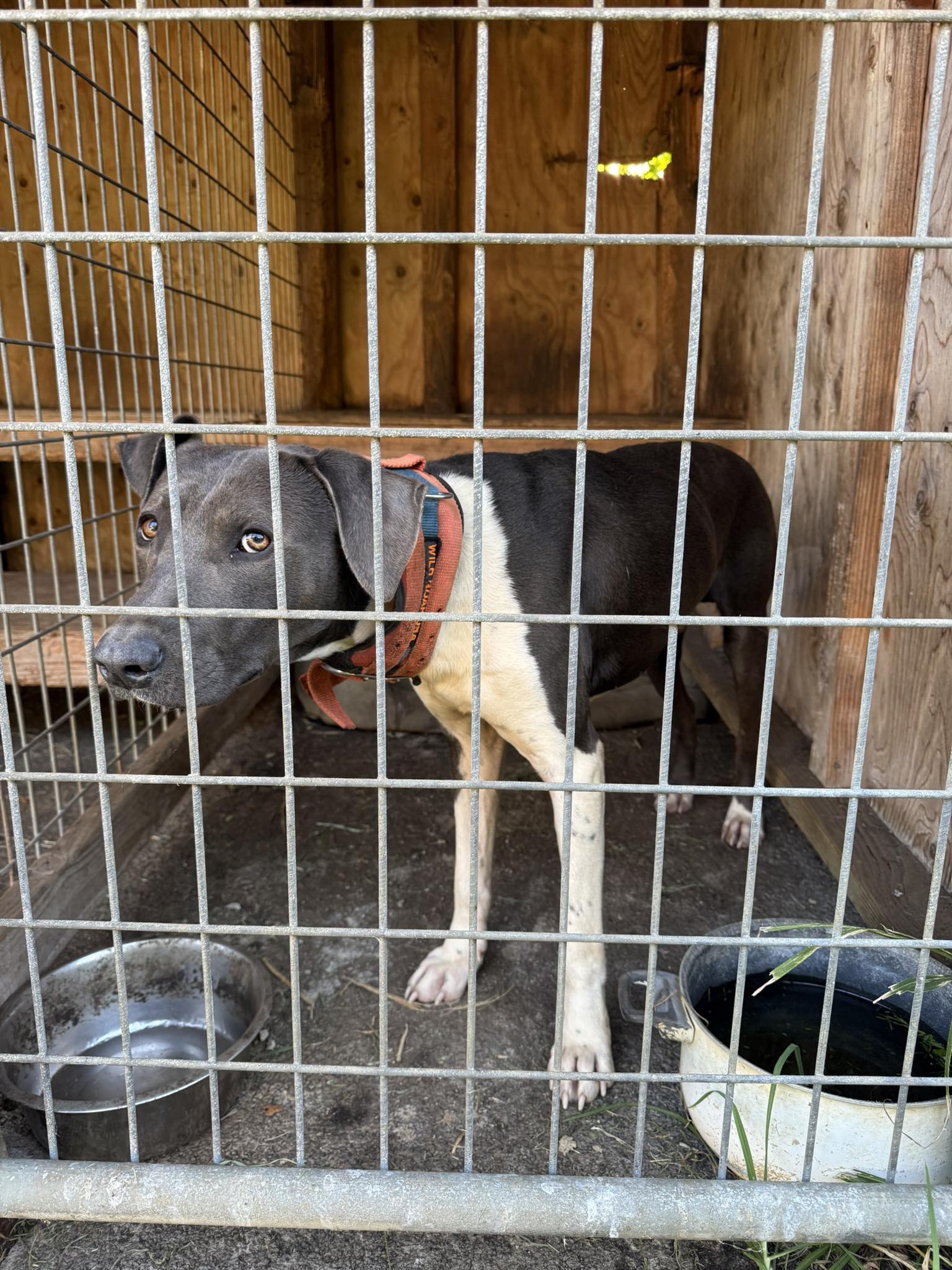 Kapapala Ranch | Pahala HI