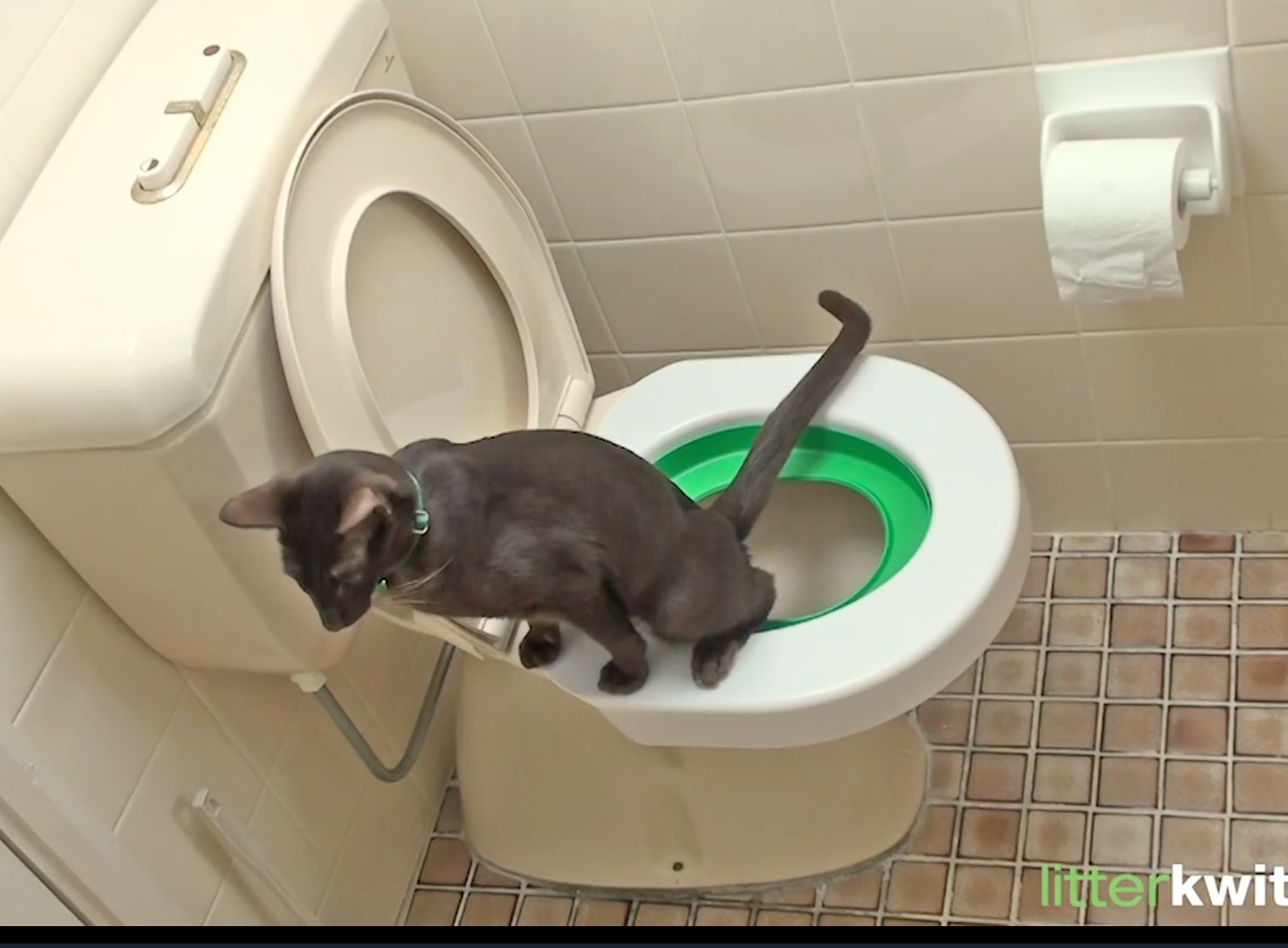 Cat Toilet Training System - Cat Supplies - New York, New York ...