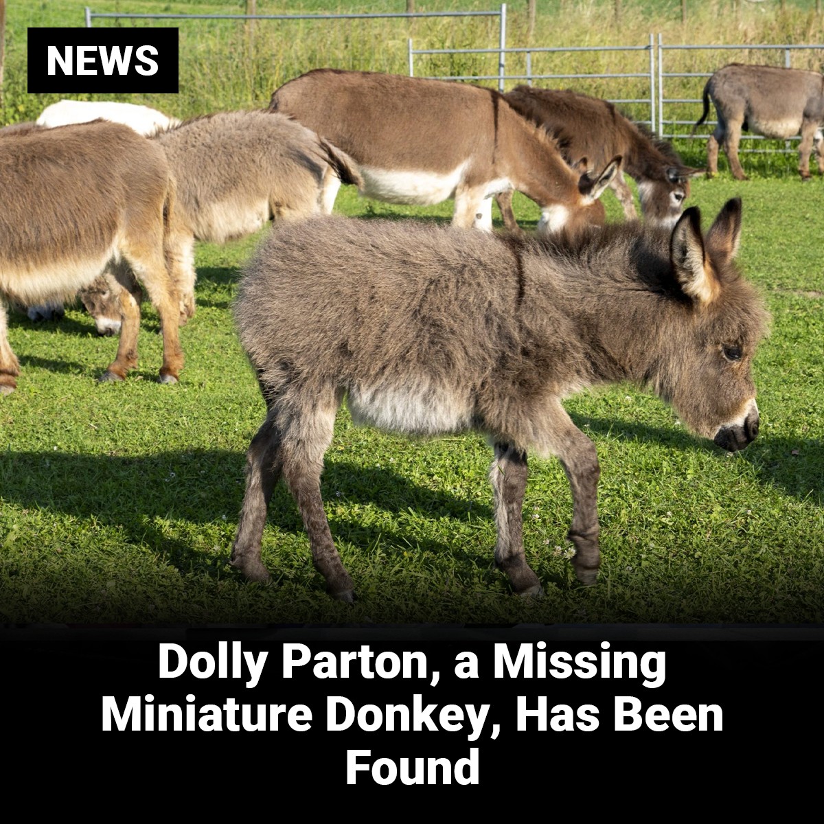 Faves - Dolly Parton has plenty of songs about animals in her expansive ...