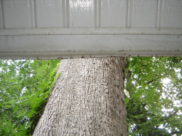 Murphy Tree Expert of Atlanta | Villa Rica GA