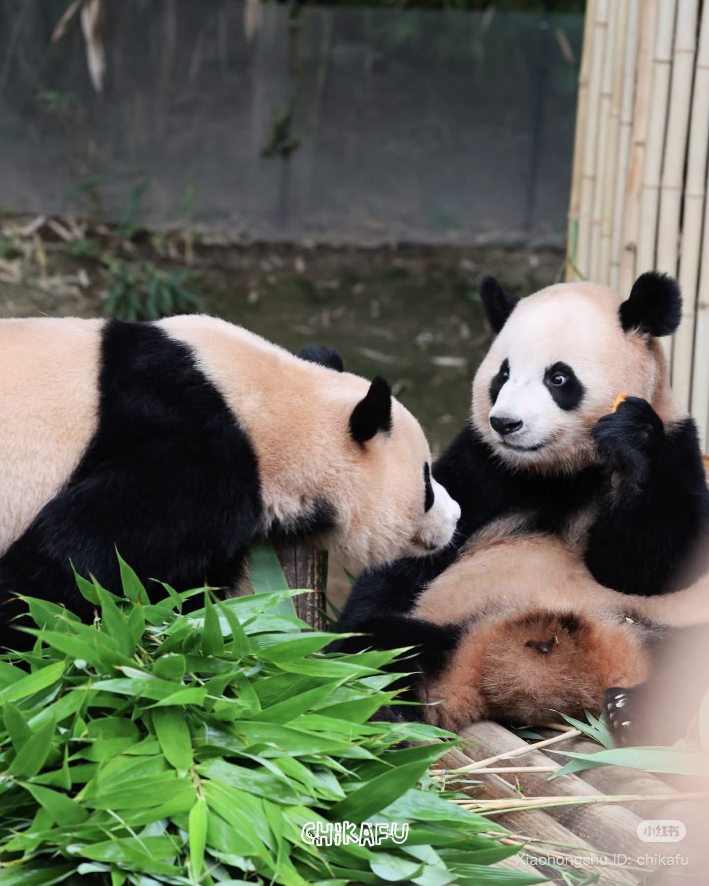 Rui Hui đáng yêu added a new photo. - Rui Hui đáng yêu