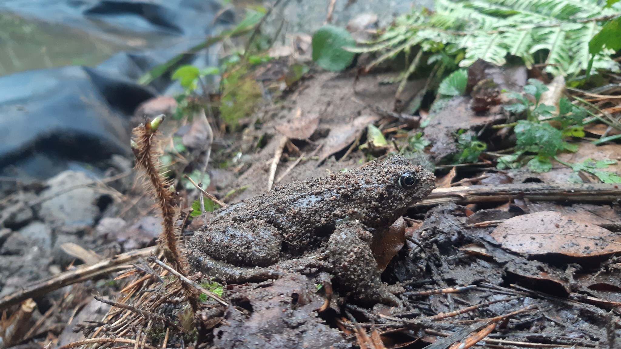 Froglife - This lovely common frog was spotted during a recent pond ...