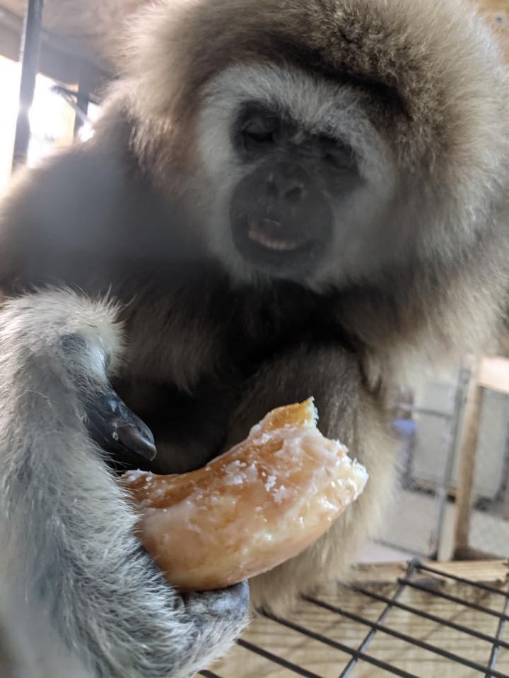 American Primate... - American Primate Educational Sanctuary