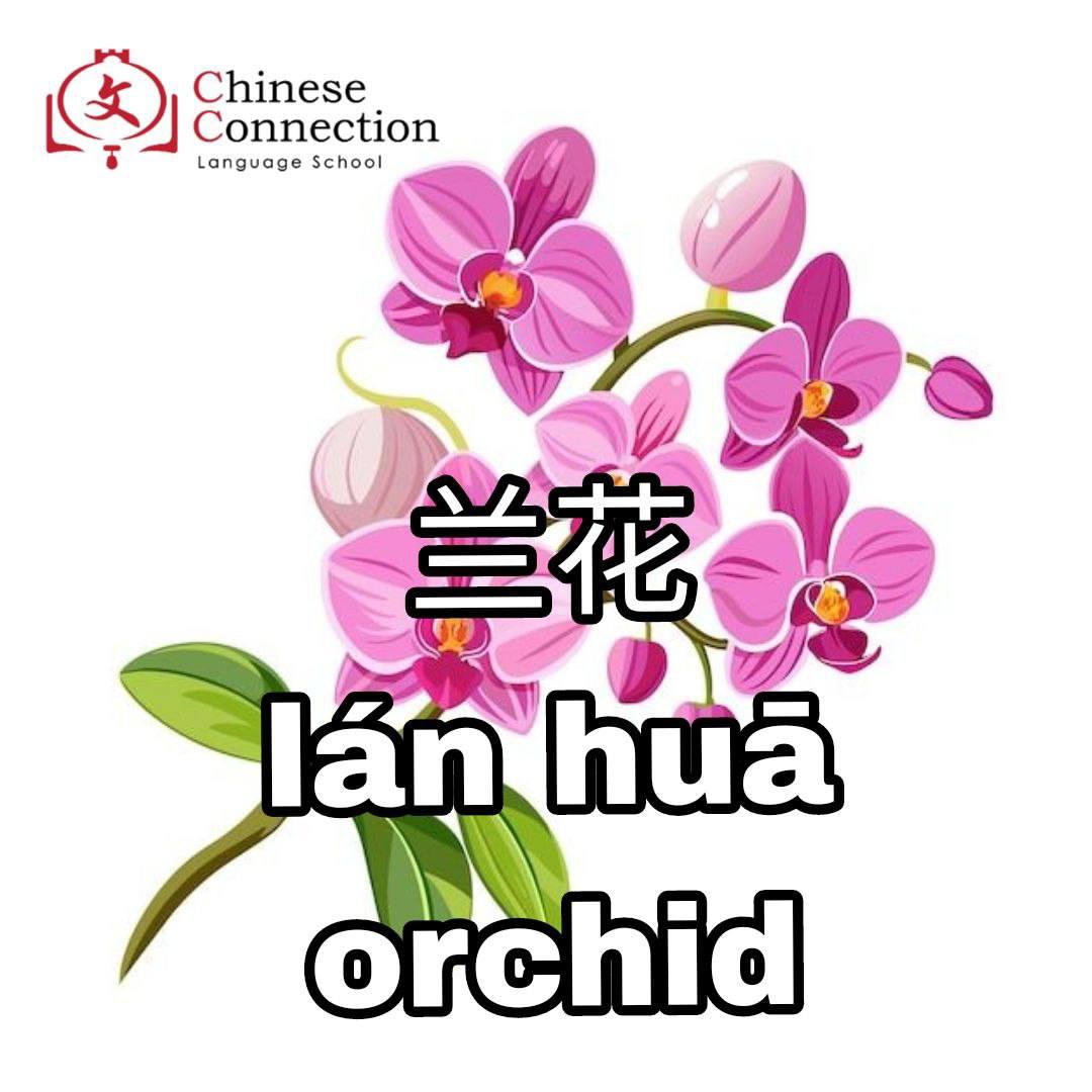 Chinese Connection