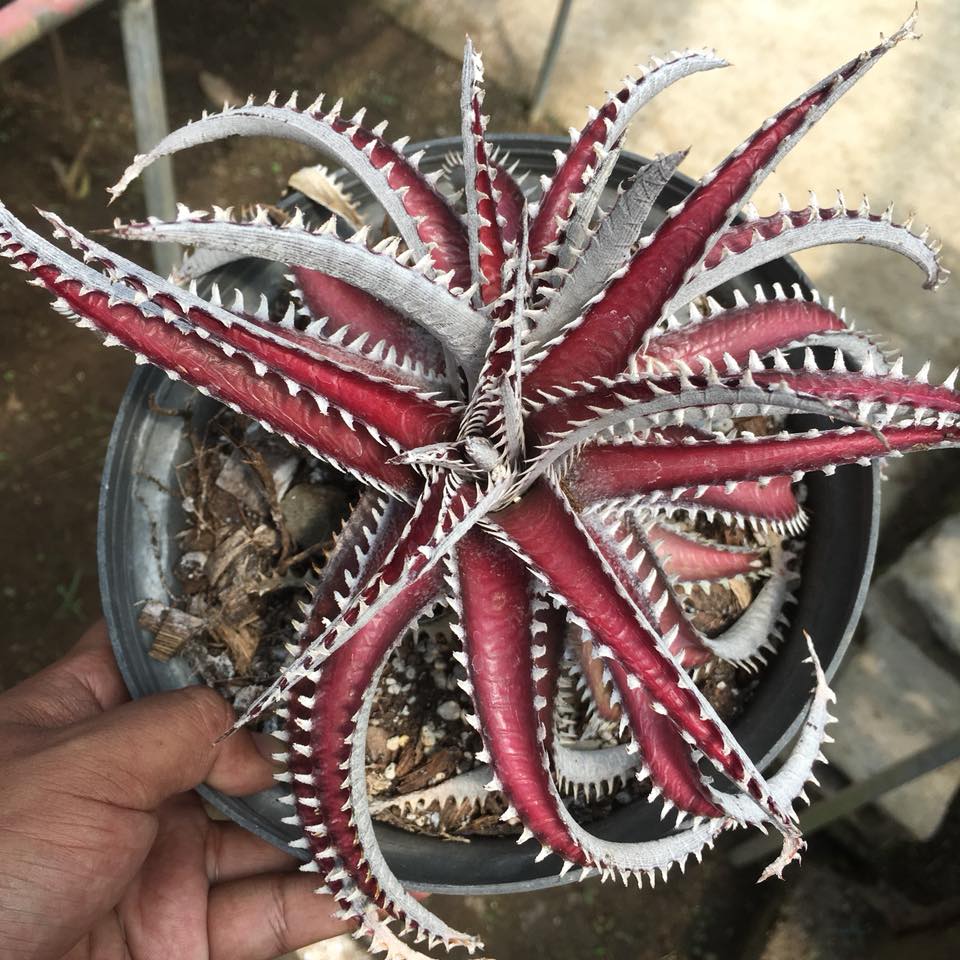 Dyckia fosteriana senges black is rugged ! And it has a unique