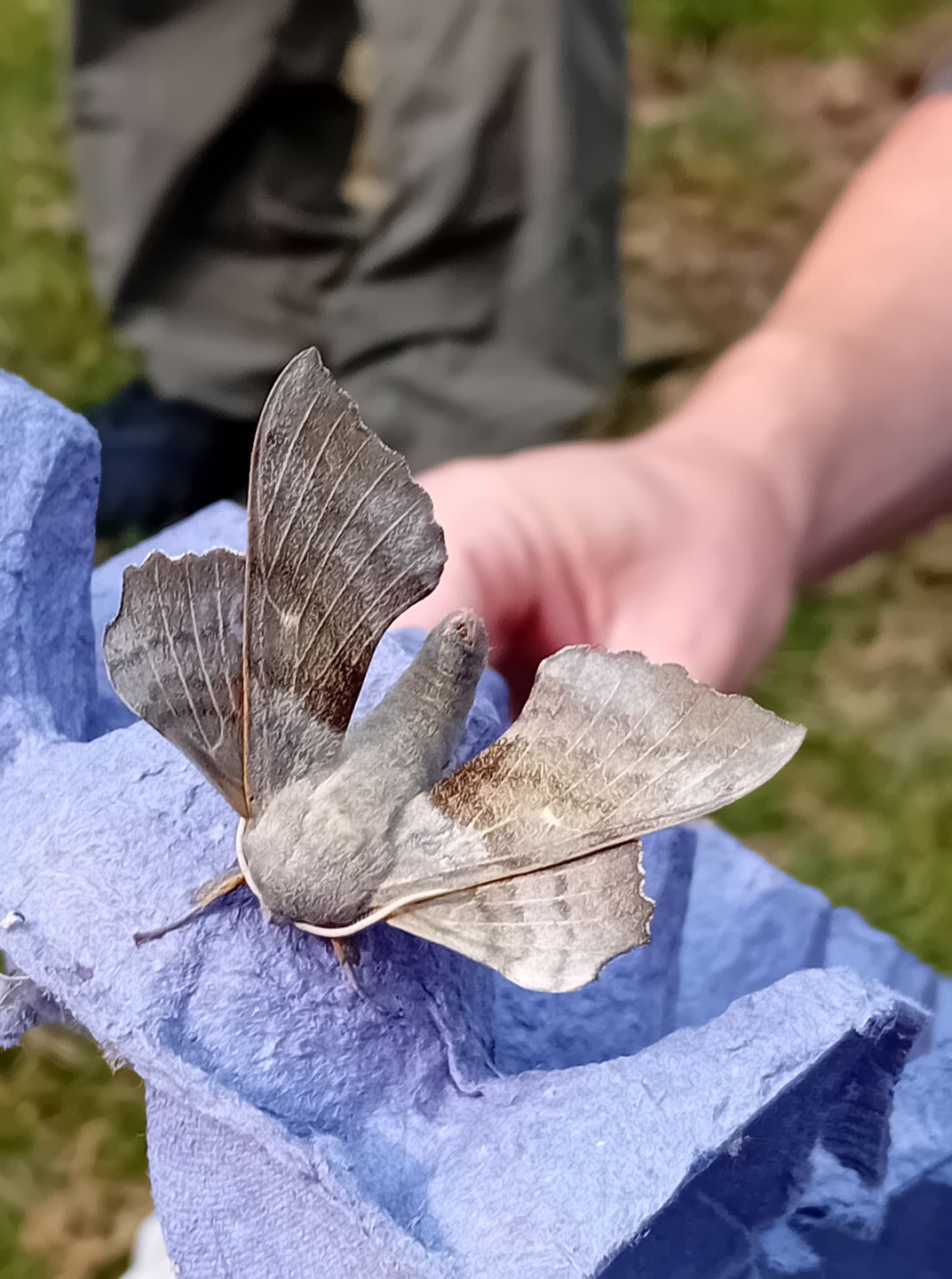 Sustainability - 🦋 We had yet another exciting moth survey this week ...